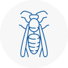 North Lambeth Wasp Nest Removal